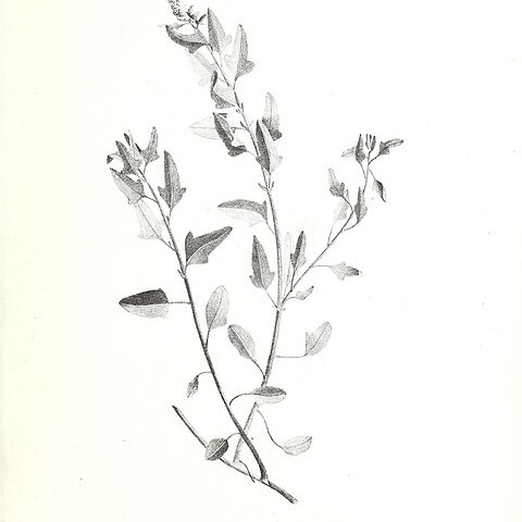 Atriplex chilensis unspecified picture