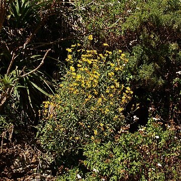 Senecio haloragis unspecified picture