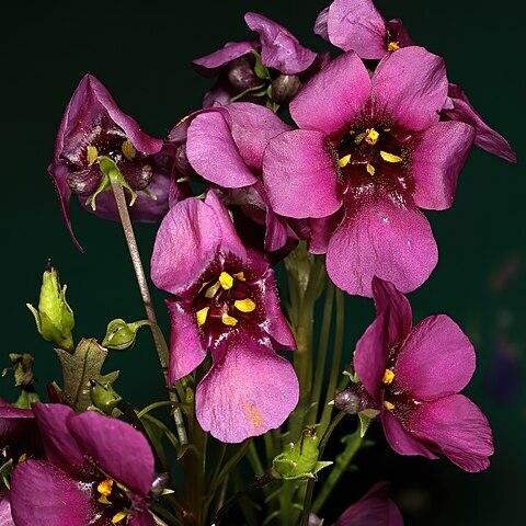 Diascia pachyceras unspecified picture