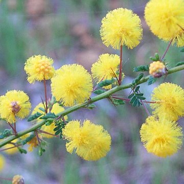 Acacia pulchella unspecified picture