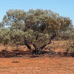 Acacia calcicola unspecified picture