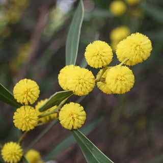 Acacia beckleri unspecified picture