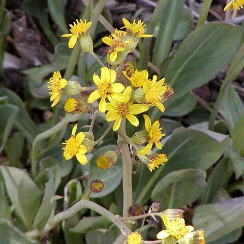 Senecio wootonii unspecified picture