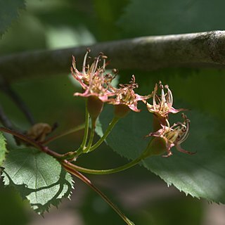 Crataegus dahurica unspecified picture