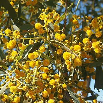 Acacia hemignosta unspecified picture