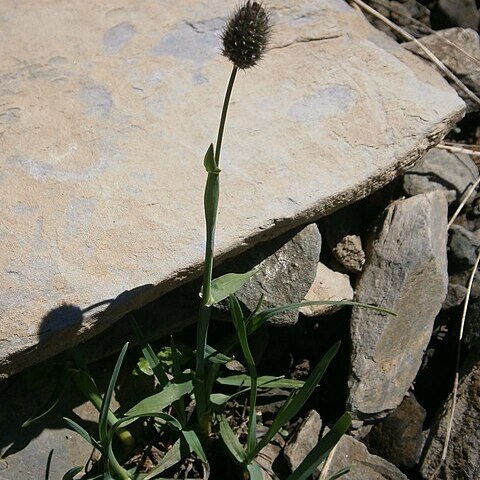 Alopecurus gerardii unspecified picture