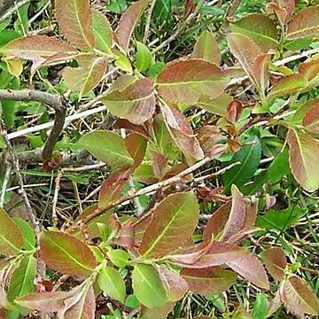 Salix silesiaca unspecified picture