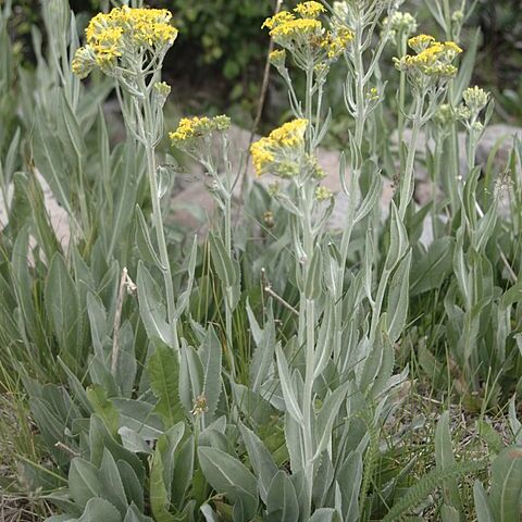 Senecio atratus unspecified picture