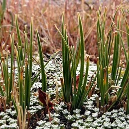 Carex decurtata unspecified picture