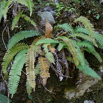 Blechnum amabile unspecified picture