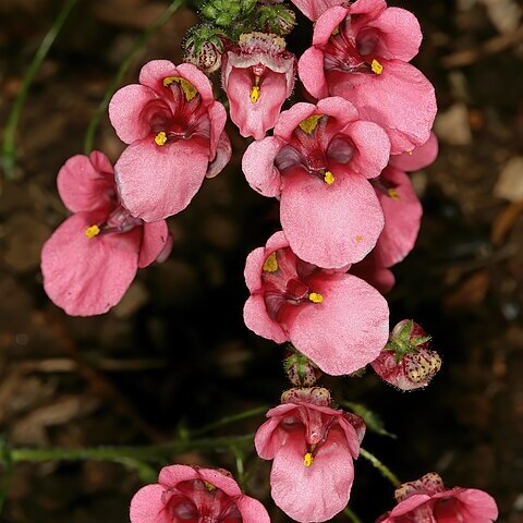 Diascia mollis unspecified picture