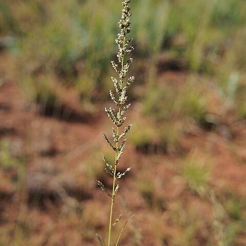 Sporobolus blakei unspecified picture