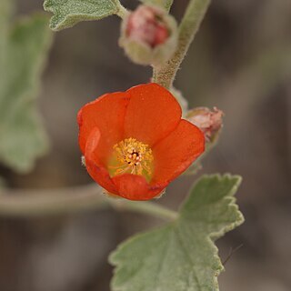 Sphaeralcea munroana unspecified picture