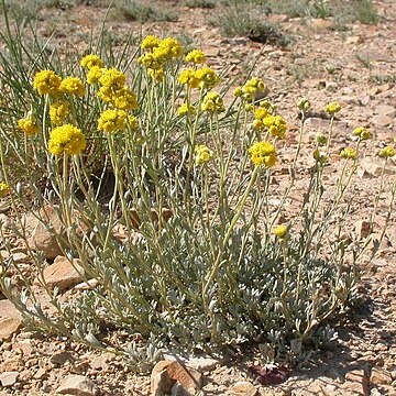 Artemisia argentea l'hér. unspecified picture