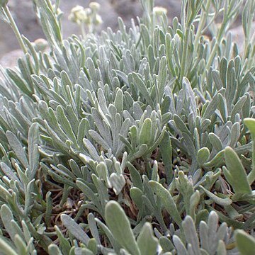 Sphaeromeria cana unspecified picture