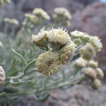 Sphaeromeria cana unspecified picture