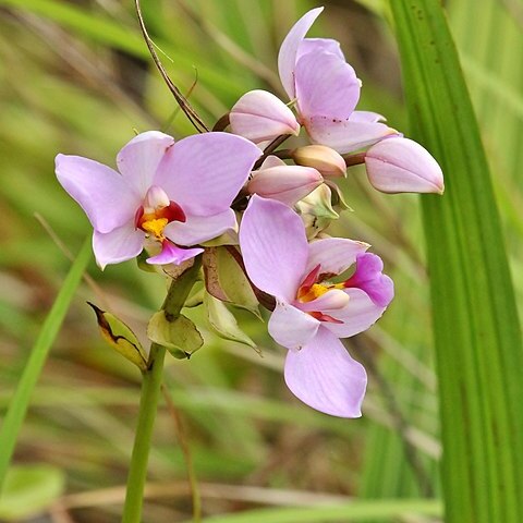 Spathoglottis carolinensis unspecified picture