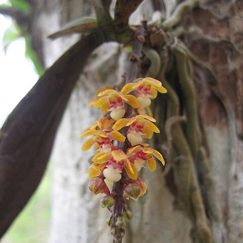 Smithsonia straminea unspecified picture