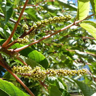 Tapiscia sinensis unspecified picture