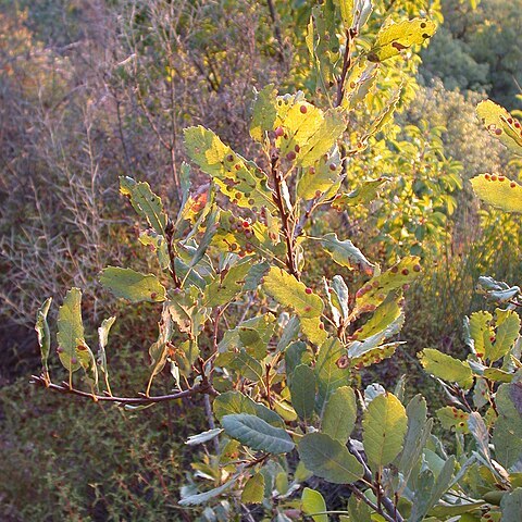 Quercus infectoria unspecified picture