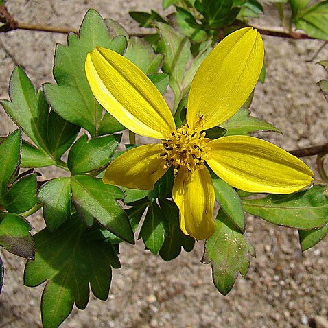 Bidens ostruthioides unspecified picture