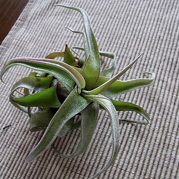 Tillandsia streptophylla unspecified picture