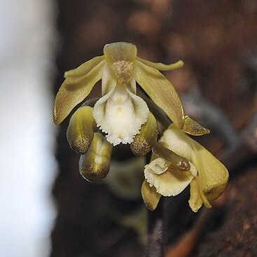 Erythrorchis cassythoides unspecified picture