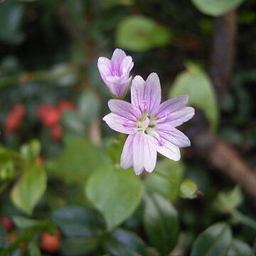 Portulacaceae unspecified picture