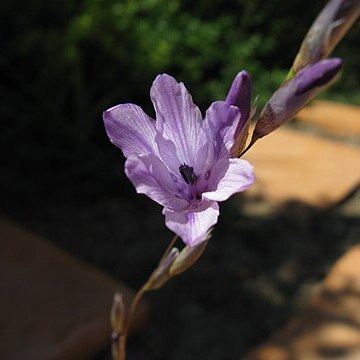 Dierama nixonianum unspecified picture