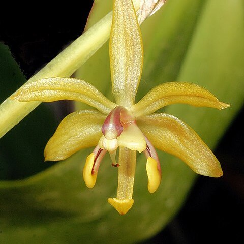 Oncidium posadaroides unspecified picture