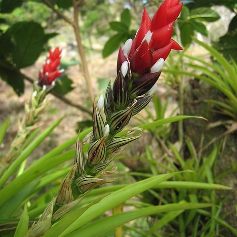 Guzmania unspecified picture