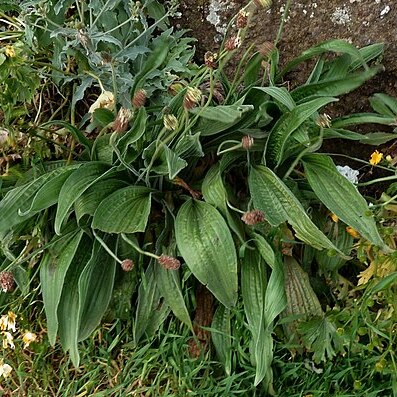 Plantago malato-belizii unspecified picture