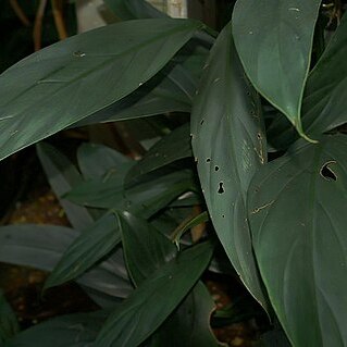 Philodendron inaequilaterum unspecified picture