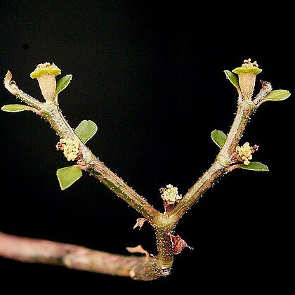 Euphorbia bemarahaensis unspecified picture