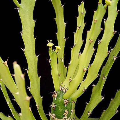 Euphorbia epiphylloides unspecified picture