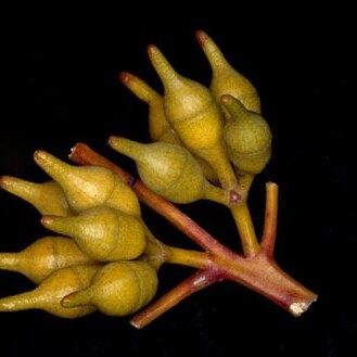 Eucalyptus socialis subsp. victoriensis unspecified picture