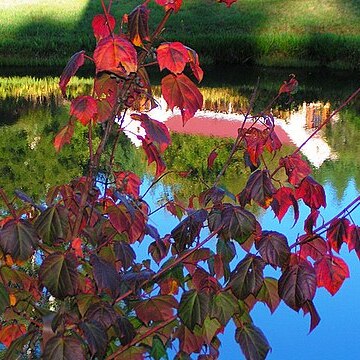 Acer pectinatum unspecified picture