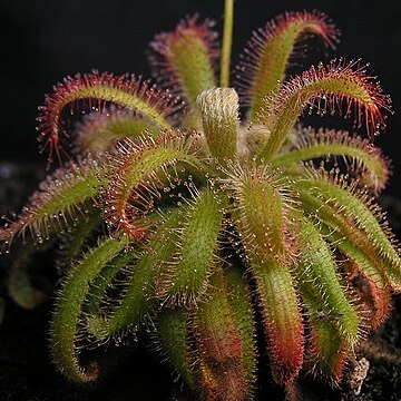 Drosera graomogolensis unspecified picture