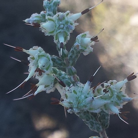 Erica xeranthemifolia unspecified picture