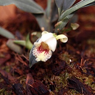 Benzingia reichenbachiana unspecified picture