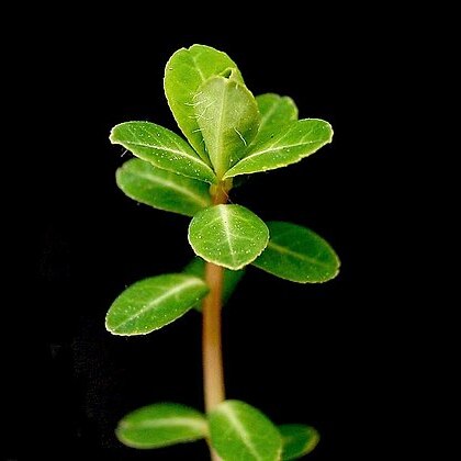 Euphorbia dimorphocaulon unspecified picture