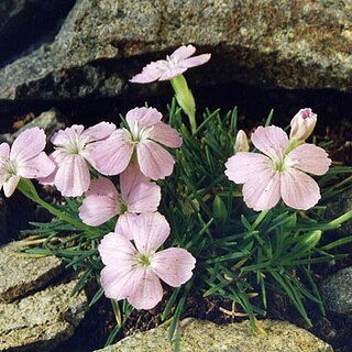 Dianthus microlepis unspecified picture