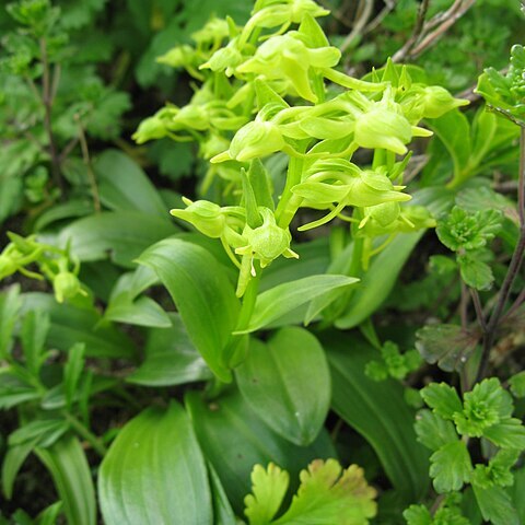 Platanthera maximowicziana unspecified picture