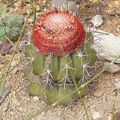 Melocactus bellavistensis unspecified picture