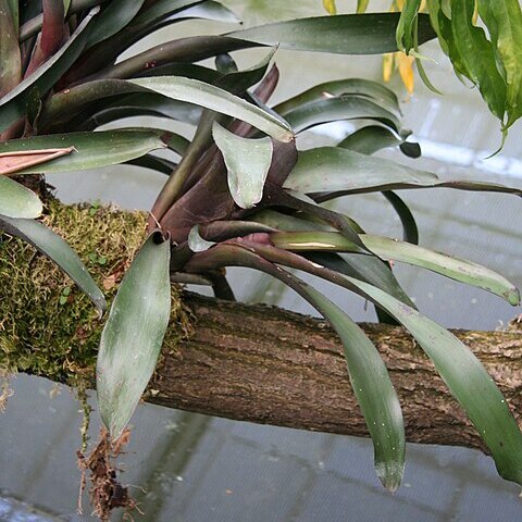 Neoregelia atroviridifolia unspecified picture