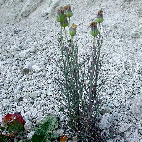 Senecio tripinnatifidus unspecified picture