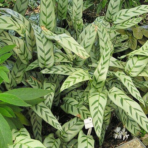 Calathea bachemiana unspecified picture