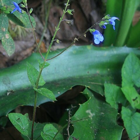 Salvia scutellarioides unspecified picture