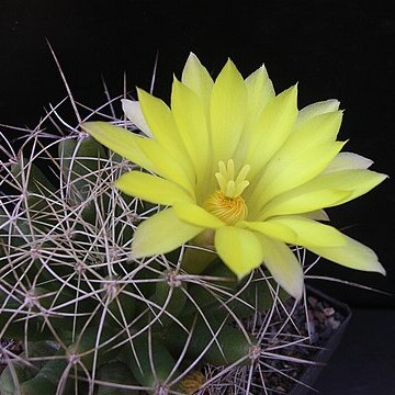 Mammillaria longimamma unspecified picture