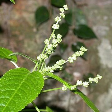 Mercurialis leiocarpa unspecified picture